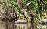 Little Bittern (Ixobrychus minutus)