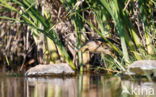 Little Bittern (Ixobrychus minutus)