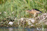 Little Bittern (Ixobrychus minutus)