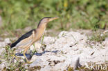 Little Bittern (Ixobrychus minutus)