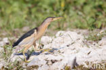 Little Bittern (Ixobrychus minutus)