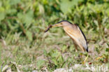 Little Bittern (Ixobrychus minutus)