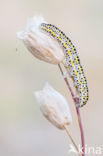 Toadflax Brocade (Calophasia lunula)