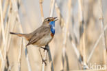 Witgesterde blauwborst