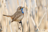 White-spotted Bluethroat (Luscinia svecica cyanecula)