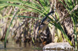 Little Bittern (Ixobrychus minutus)