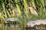 Little Bittern (Ixobrychus minutus)