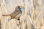 Witgesterde blauwborst