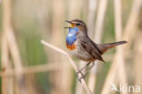 Witgesterde blauwborst