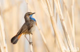 White-spotted Bluethroat (Luscinia svecica cyanecula)