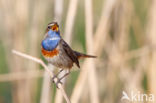 White-spotted Bluethroat (Luscinia svecica cyanecula)