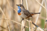 Witgesterde blauwborst