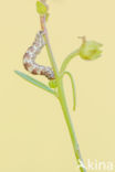 Vlasbekdwergspanner (Eupithecia linariata)