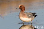 Wigeon (Anas penelope)