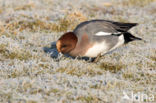 Wigeon (Anas penelope)