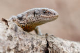 Levendbarende hagedis (Zootoca vivipara)