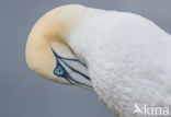 Northern Gannet (Morus bassanus)