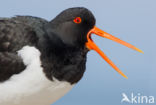 Oystercatcher (Haematopus ostralegus)