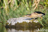 Little Bittern (Ixobrychus minutus)