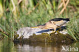 Little Bittern (Ixobrychus minutus)