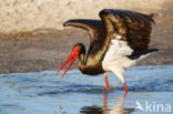 Black Stork (Ciconia nigra)