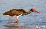 Zwarte Ooievaar (Ciconia nigra)