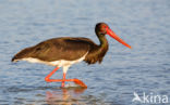 Zwarte Ooievaar (Ciconia nigra)