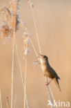 Savi s Warbler (Locustella luscinioides)