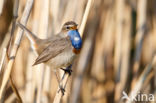 Witgesterde blauwborst