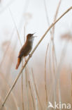 Savi s Warbler (Locustella luscinioides)