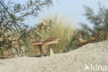 Psathyrella ammophila