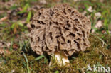 Common morel (Morchella esculenta)