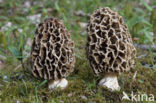 Common morel (Morchella esculenta)