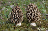 Common morel (Morchella esculenta)