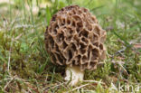 Common morel (Morchella esculenta)