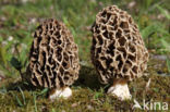 Common morel (Morchella esculenta)