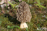 Common morel (Morchella esculenta)