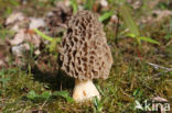 Gewone morielje (Morchella esculenta)