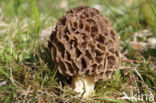 Gewone morielje (Morchella esculenta)