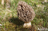 Gewone morielje (Morchella esculenta)