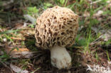 Common morel (Morchella esculenta)