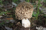 Common morel (Morchella esculenta)