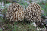 Common morel (Morchella esculenta)