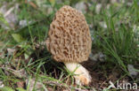 Common morel (Morchella esculenta)