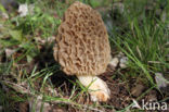 Common morel (Morchella esculenta)