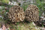 Common morel (Morchella esculenta)