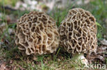 Common morel (Morchella esculenta)