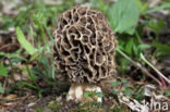 Common morel (Morchella esculenta)