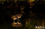 Greater Painted-snipe (Rostratula benghalensis)