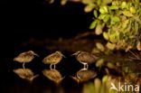 Greater Painted-snipe (Rostratula benghalensis)